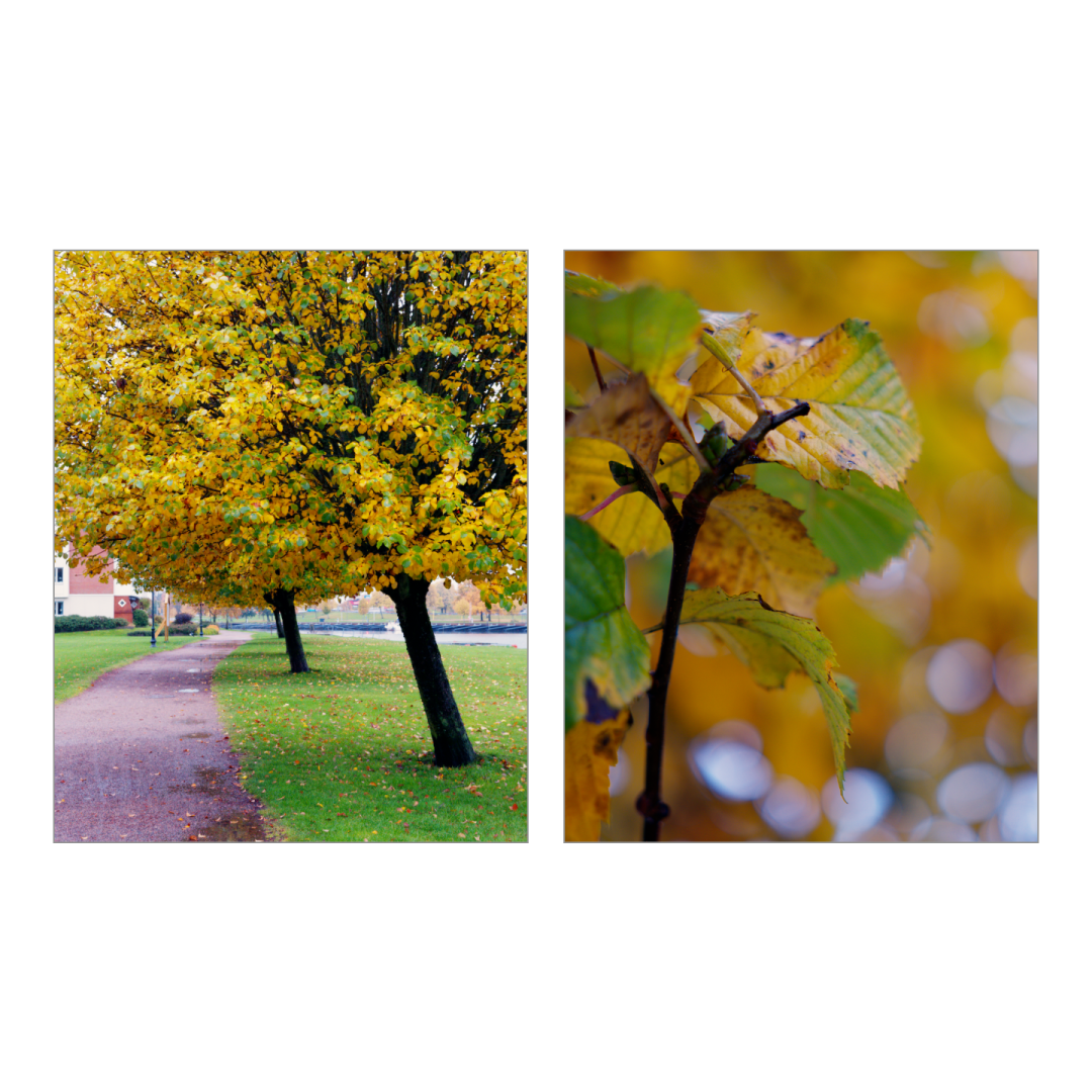 #Autumn #colors. #sigma1740 #fujifilmxh1 #aphera #sweden