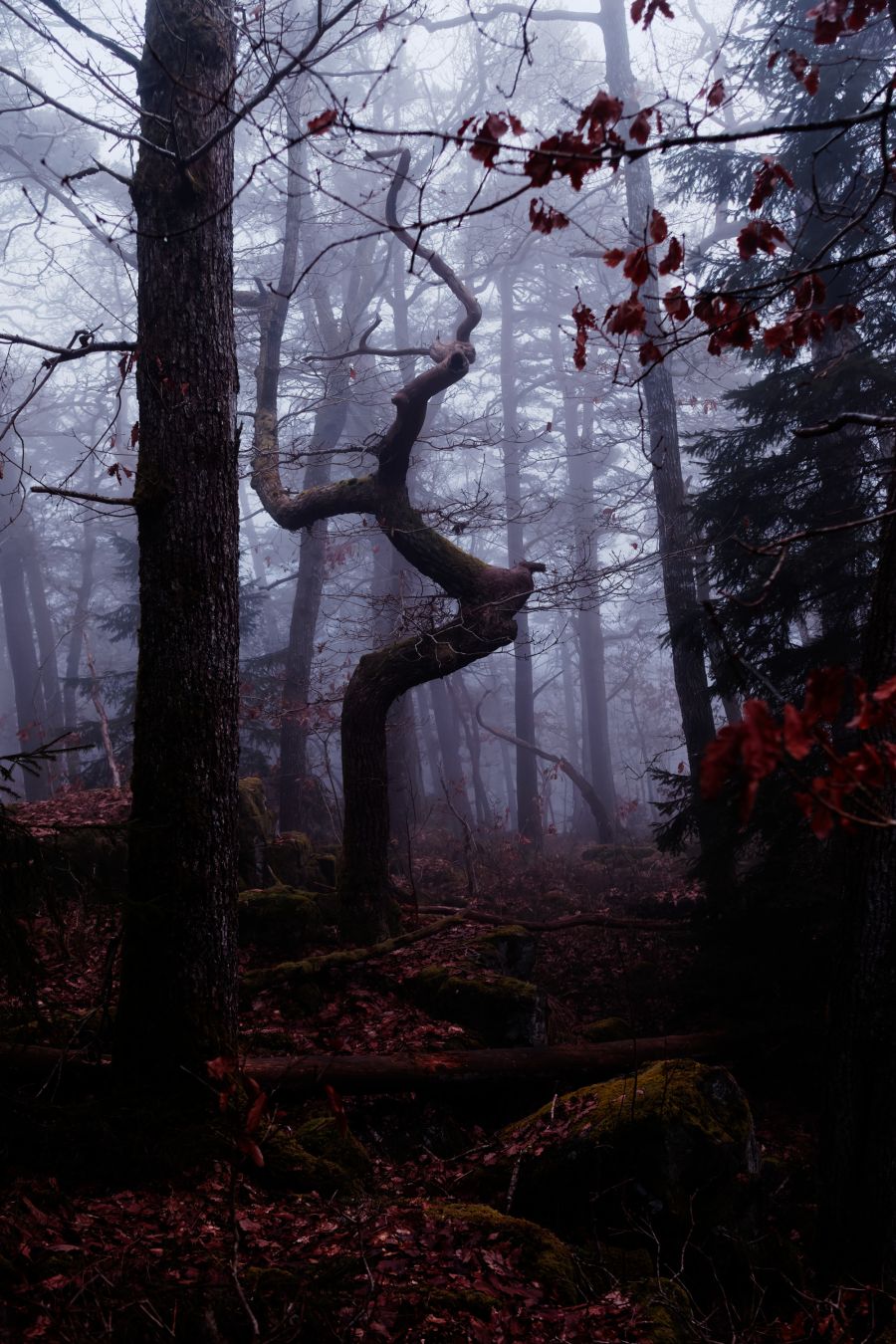 Into the woods. Again. #fujifilm #xf23mmf2 #dxophotolab #woods #tree #foggy #colorvariants