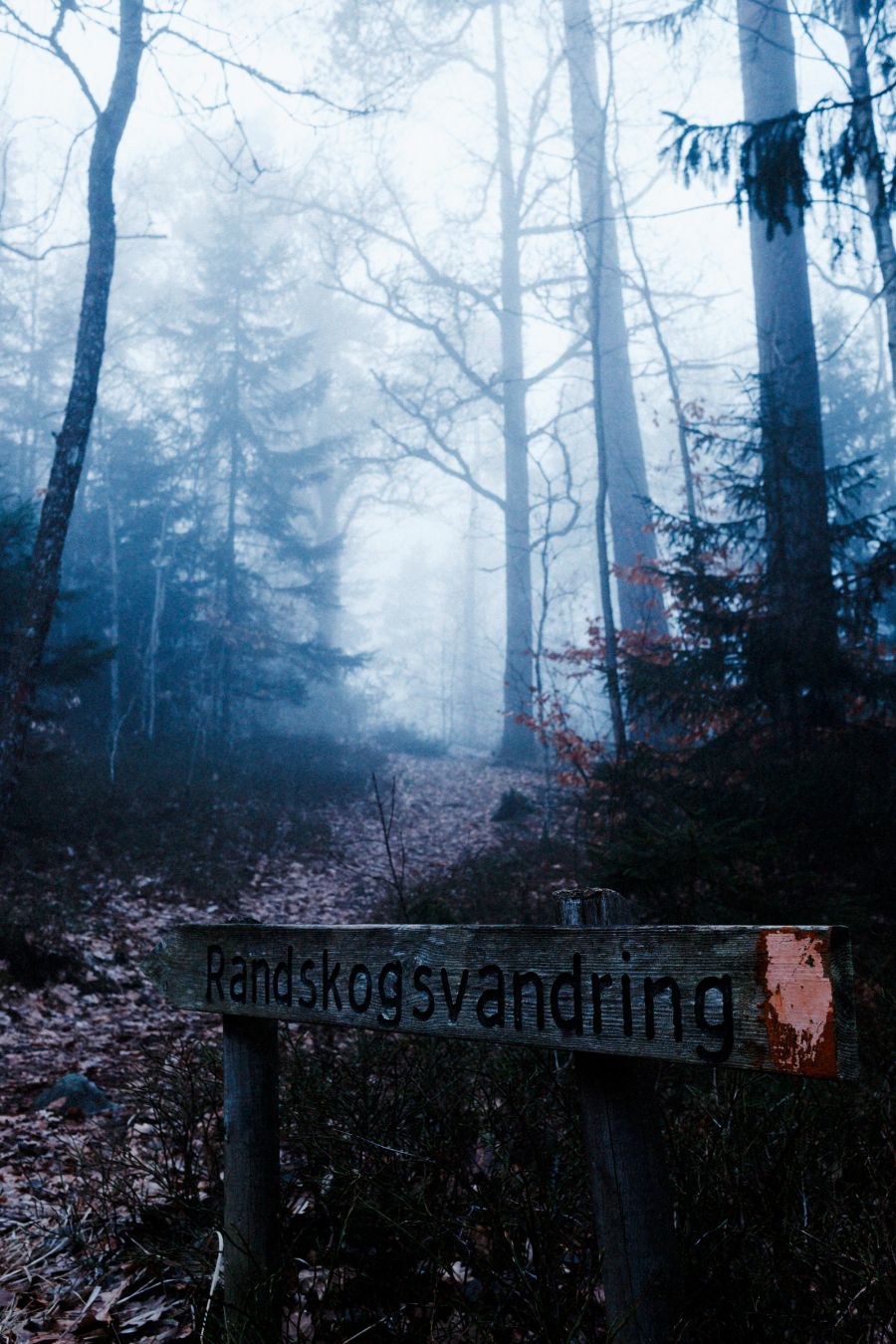 Into the #woods. #fujifilm #xh1 #dxophotolab #sweden #foggy #wood #trees